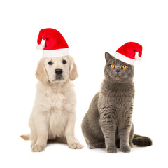 Fototapeta na wymiar Blond golden retriever puppy dog and grey british short hair cat sitting facing the camera isolated on a white background wearing santa's hat for a christmas card