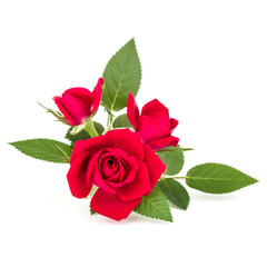 Fototapeta premium red rose flower bouquet isolated on white background cutout