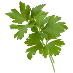 fresh parsley herb  leaves isolated on white background cutout