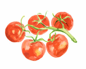 Isolated watercolor tomatoes on white background. Healthy and ripe fresh vegetable for cooking and decoration.