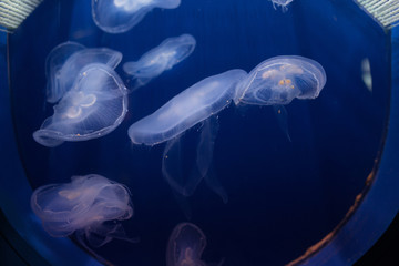 jellyfish on a blue background