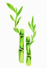 Fototapeta premium Isolated watercolor bamboo