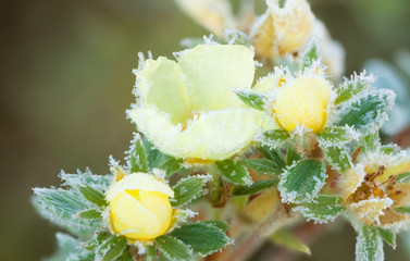 potentilla bush with yellow frost flowers