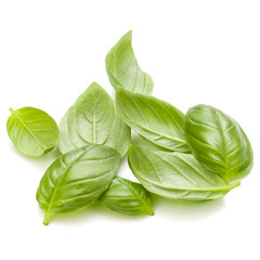 Sweet basil herb leaves handful isolated on white background clo
