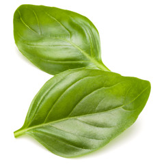 Sweet basil herb leaves isolated on white background closeup