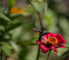 Hummingbird Hawk-moth hovering over flower.