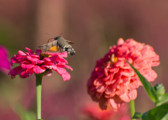 Hummingbird Hawk-moth hovering over flower.