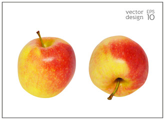 Realistic red and yellow apples isolated on white background. Natural fruit. Collection of dietary products. Elements for design. Vector illustration EPS 10.