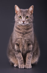 Blue tabby cat sitting against dark gray background,  looking attentively at the viewer