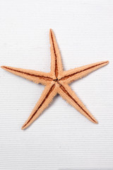 Fototapeta na wymiar starfish on white