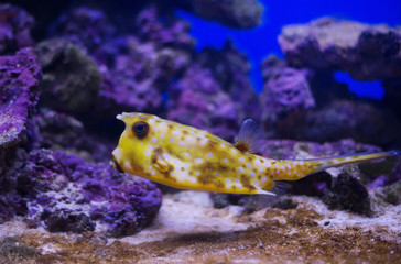 Obraz premium cowfish in aquarium