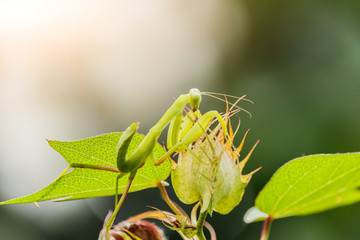 Female European Mantis or Praying Mantis, Mantis religiosa, on l