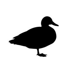 Duck bird vector silhouette