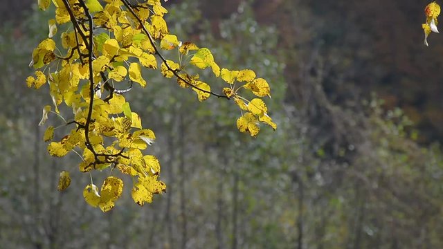 tree branch with yellow and orange foliage in autumn forest on sunny day