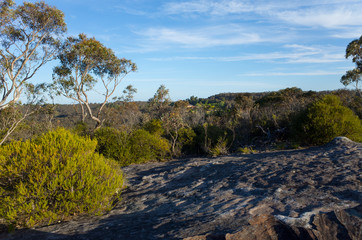 Eucalyptus Trees With Large Rock In Foreground