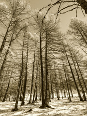 I boschi innevati con gli alti alberi che toccano il cielo