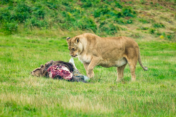 Feeding lioness.