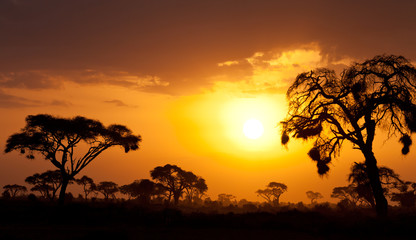 Plakat Typical african sunset with acacia trees in Masai Mara, Kenya