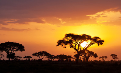 Naklejka na ściany i meble Typical african sunset with acacia trees in Masai Mara, Kenya