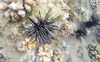 Naklejka na ściany i meble Sea urchin and white corals at the seabottom. Tropical lagoon life