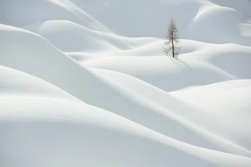Fototapeten Schöne schneebedeckte Hügel mit Kiefer, Winterlandschaft © Belphnaque