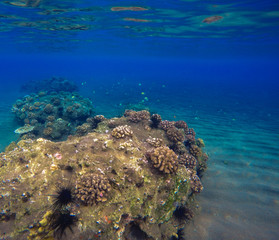 Naklejka na ściany i meble Deep sea and coral reef landscape. Coral reef animals. Sea ecosystem.