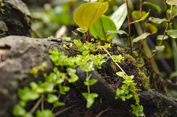 the beauty nature, shoots surrounded by mossy on the ground. Blu