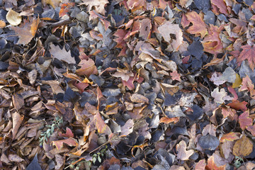 Fallen leaves, autumn