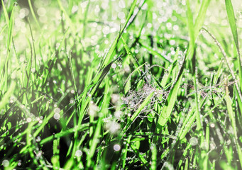 Cobwebs and dew in morning grass