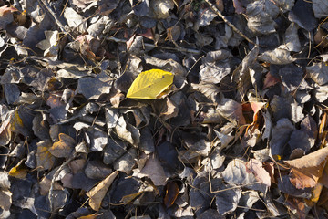 Autumn leaves on a ground