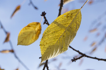 Yellow leaves, autumn