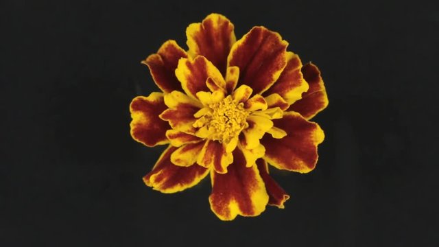 Slow rotation of a yellow flower on a black background