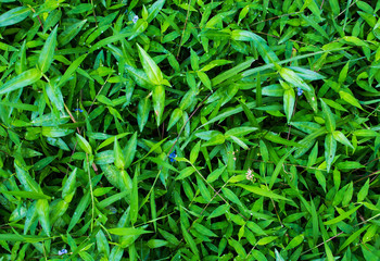 Green grass Background
