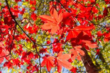 Looking up at a Maple Tree in Autumn