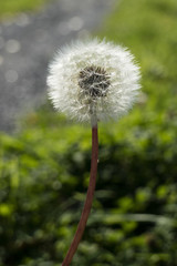 Dandelion seed head in the forest