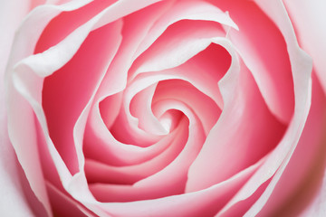 Rose closeup