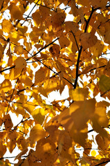 Autumn yellow leaves under a sunny blue sky.
