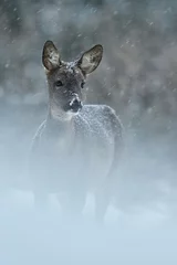 Photo sur Plexiglas Cerf Chevreuil dans la neige