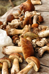 ceps. Crop of white mushrooms. White mushrooms close up. Peeled white mushrooms. Harvest mushrooms in the mountains