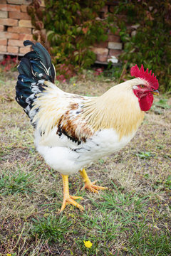 white cock with red comb