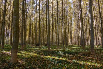 Obraz premium Bosque de Chopos Canadienses en otoño. Populus canadensis.