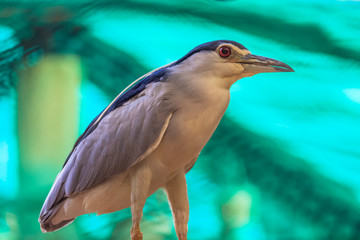 red eyed blue beaked sea bird