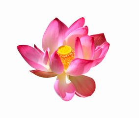 Flower lotus beautiful,  background lotus flower, the lotus flower closeup, isolated white and black background color pink yellow red green.