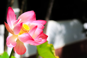 Flower lotus beautiful,  background lotus flower, the lotus flower closeup, isolated white and black background color pink yellow red green.
