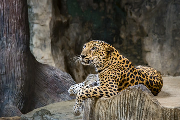 Leopard portrait