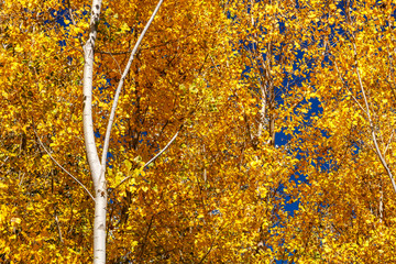 Chopos canadienses con hojas amarillas en otoño. Populus canadensis.