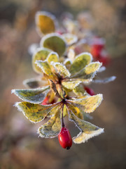 Japanese Barberry on a Frosty Morning