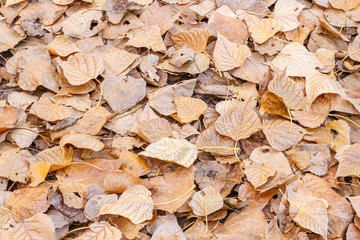 Suelo cubierto de hojas secas de Chopo Canadiense en otoño. Populus canadensis.