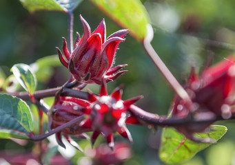  Roselle,red Roselle flowers in the garden