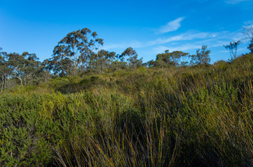 Australian Bush Landscape With Native Shrubs and Eucalyptus Tree
